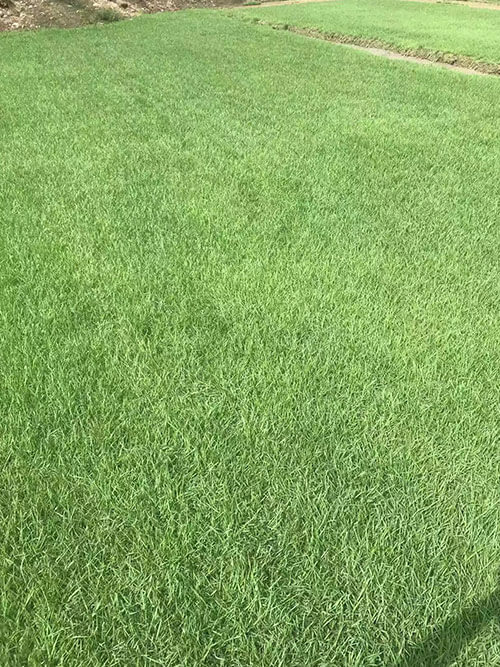 臺灣草，馬尼拉草11