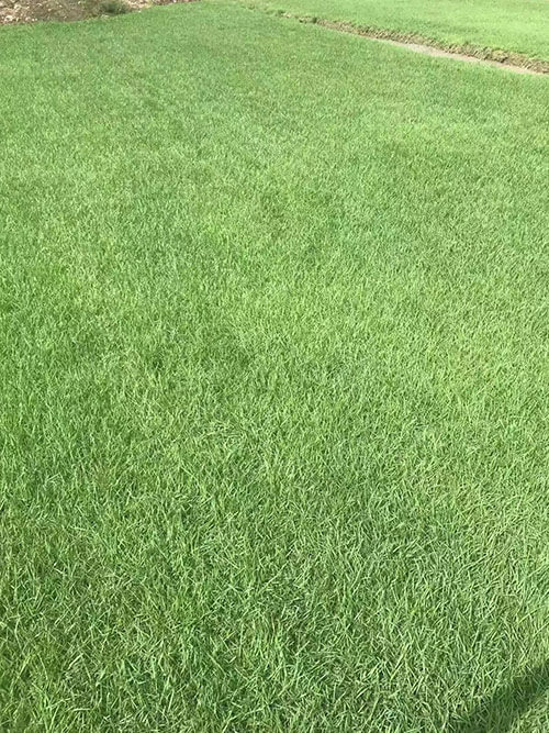 臺灣草，馬尼拉草12