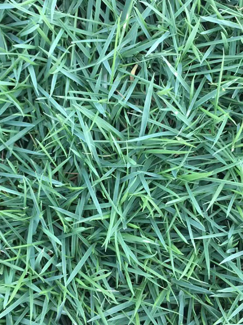 臺灣草，馬尼拉草13