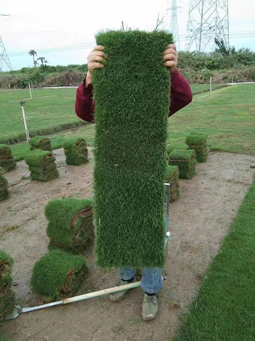 臺灣草，馬尼拉草7