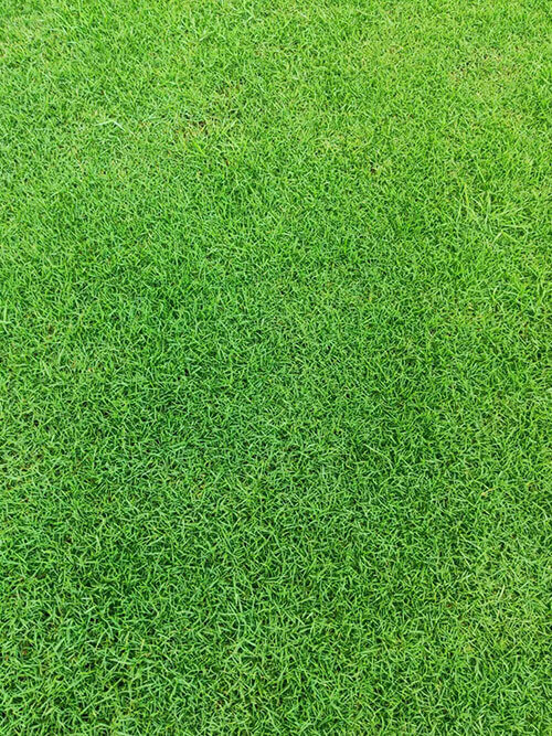 臺灣草，馬尼拉草9