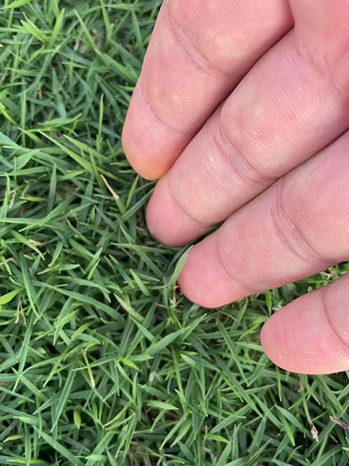 臺灣草，馬尼拉草17