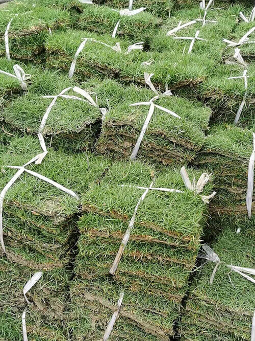 臺灣草，馬尼拉草18