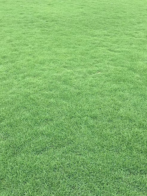 臺灣草，馬尼拉草3
