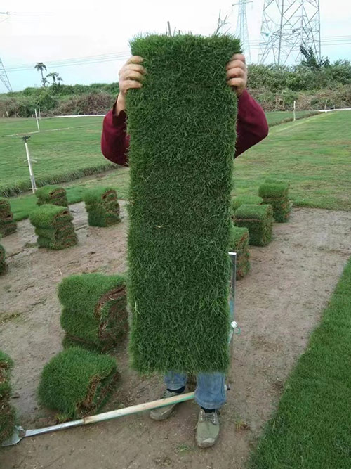 臺灣草，馬尼拉草5