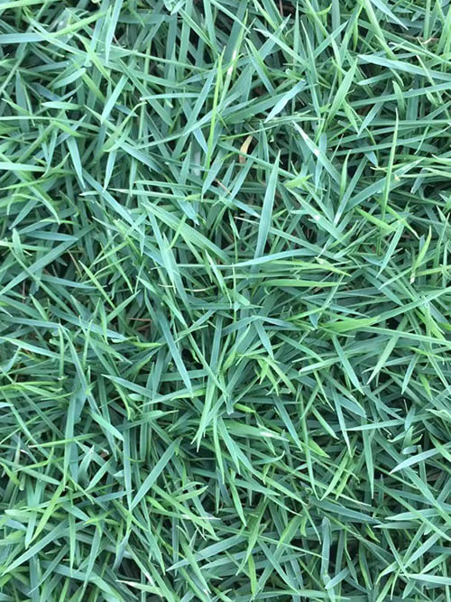 臺灣草，馬尼拉草4