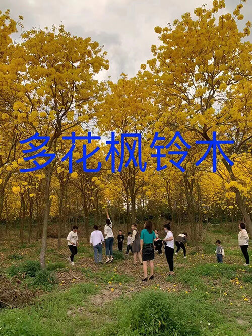 多花風鈴木